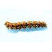 Jersey Tiger quadripunctaria 10 larvae